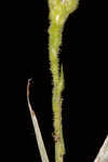 Carolina silkgrass